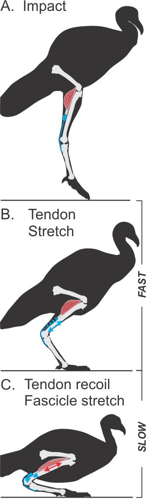 tendon shock absorber